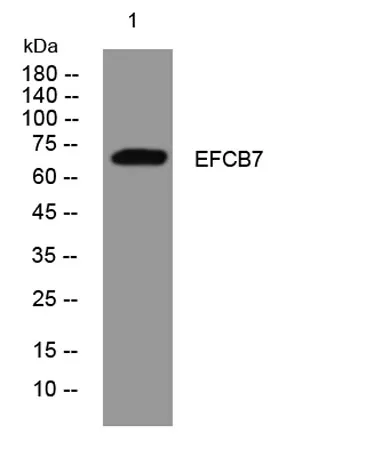 EFCB7 rabbit pAb
