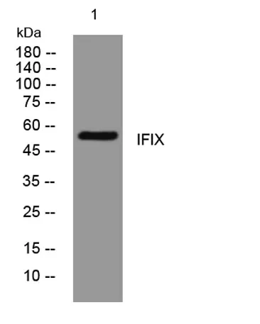 IFIX rabbit pAb