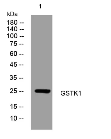GSTK1 rabbit pAb - image 1