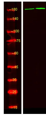 ALK (phospho-Tyr1078) rabbit pAb