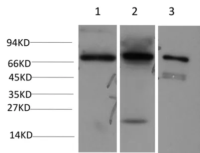 Eif4b Rabbit pAb - image 1