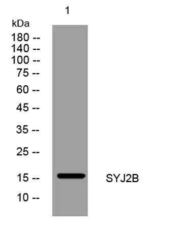 SYJ2B rabbit pAb