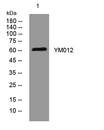 YM012 rabbit pAb - image 1