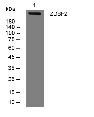 ZDBF2 rabbit pAb