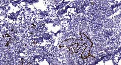 CD130/gp130 (Phospho-Ser782) rabbit pAb - image 1