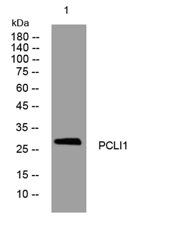 PCLI1 rabbit pAb - image 1