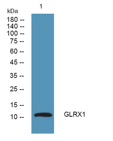Glutaredoxin-1 Rabbit pAb - image 1
