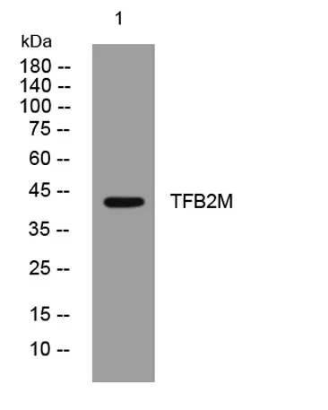 TFB2M rabbit pAb
