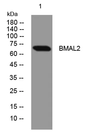 BMAL2 rabbit pAb - image 1