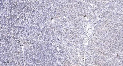 APM2 rabbit pAb - image 1