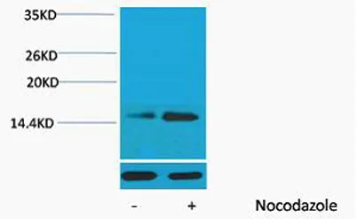 Histone H2B (Phospho Ser32) rabbit pAb - image 1
