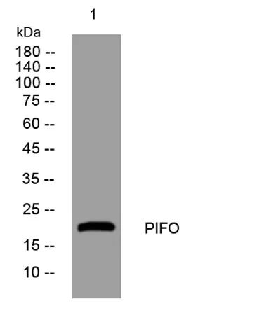 PIFO rabbit pAb - image 1