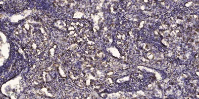 SirT1 (phospho-Ser27) rabbit pAb - image 1