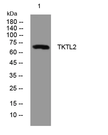 TKTL2 rabbit pAb - image 1
