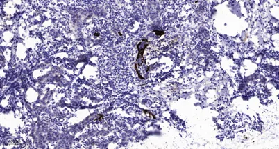 MFRP rabbit pAb - image 1