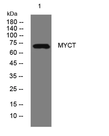 MYCT rabbit pAb