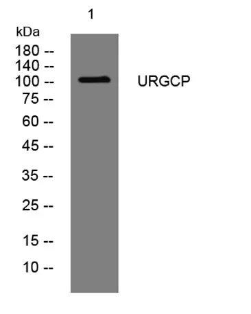 URGCP rabbit pAb - image 1