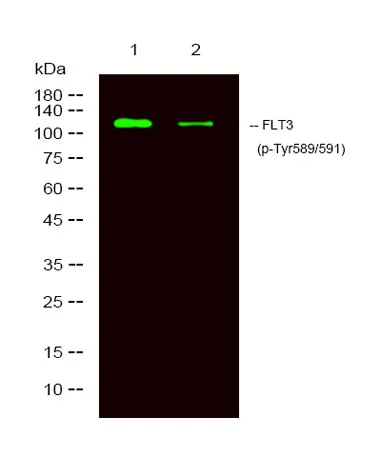 FLT3 (phospho-Tyr589/591) rabbit pAb - image 1