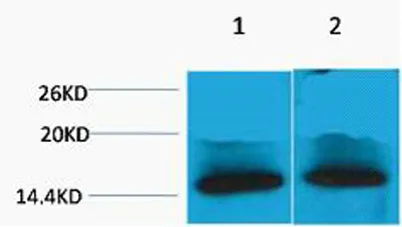 Histone H4 (Tri Methyl Lys79) rabbit pAb