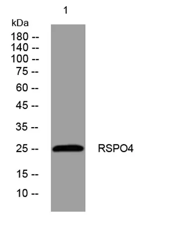 RSPO4 rabbit pAb