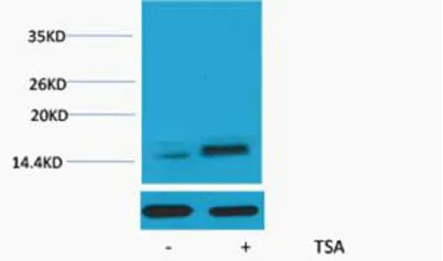 Histone H2A.Z (Acetyl Lys7) rabbit pAb - image 1