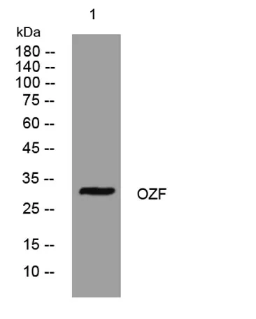 OZF rabbit pAb