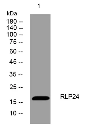 RLP24 rabbit pAb - image 1