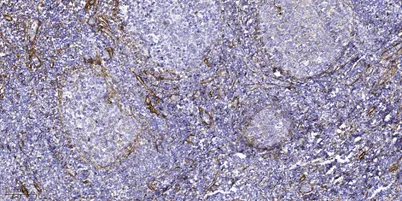 ATG4c Rabbit rabbit pAb - image 1