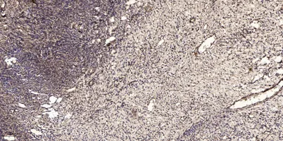 Kallikrein-6 (Cleaved-Leu22) rabbit pAb - image 1