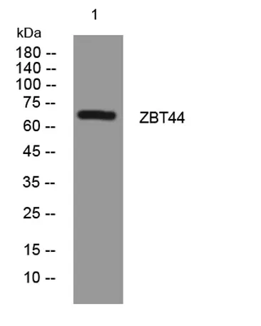 ZBT44 rabbit pAb - image 1