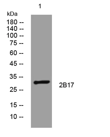 2B17 rabbit pAb
