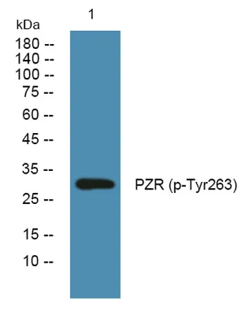 PZR (phospho-Tyr263) rabbit pAb