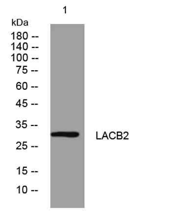 LACB2 rabbit pAb