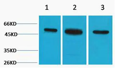β II Tubulin rabbit pAb