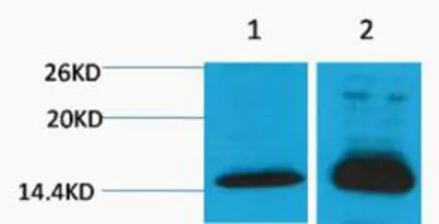 Histone H4 (Di Methyl Lys79) rabbit pAb - image 1