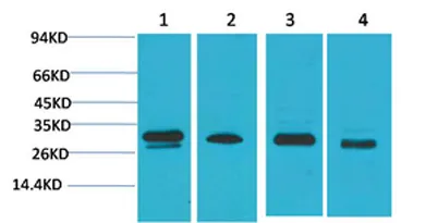 AMPKβ2 rabbit pAb