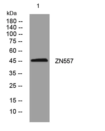 ZN557 rabbit pAb