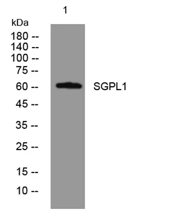 SGPL1 rabbit pAb - image 1