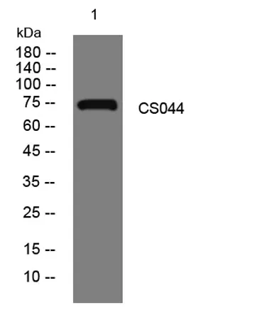CS044 rabbit pAb