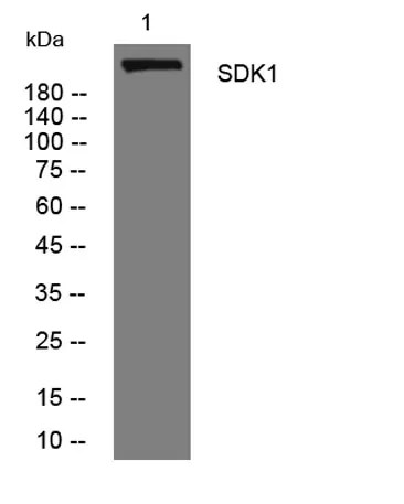SDK1 rabbit pAb