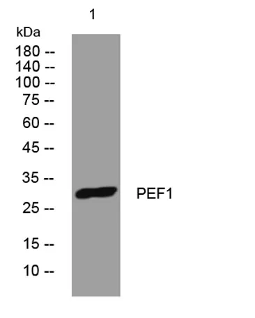 PEF1 rabbit pAb - image 1
