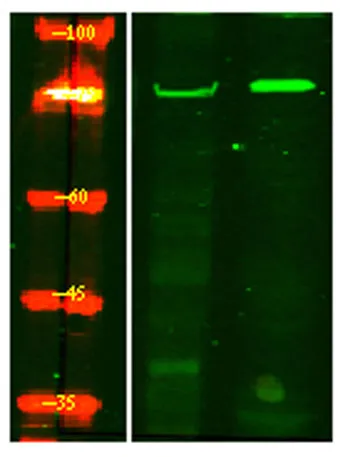 SAMHD1 (phospho-Thr592) rabbit pAb