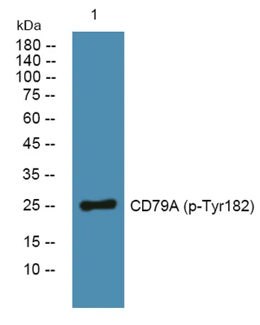 CD79A (phospho-Tyr182) rabbit pAb - image 1