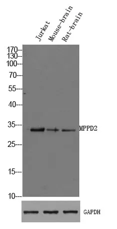 MPPD2 rabbit pAb