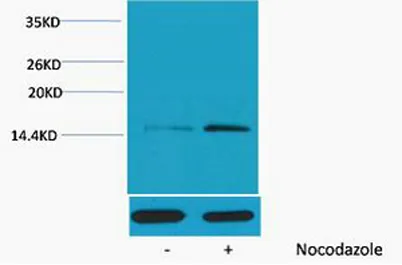 Histone H4 (Phospho Ser1) rabbit pAb