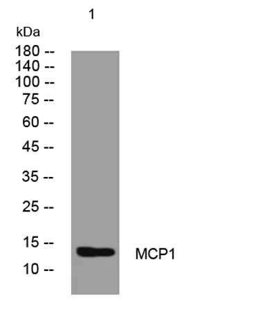 MCP1 rabbit pAb