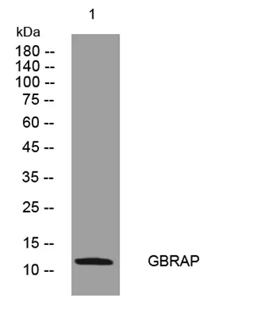GBRAP rabbit pAb