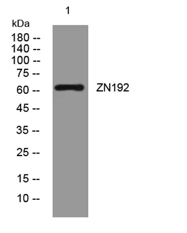 ZN192 rabbit pAb