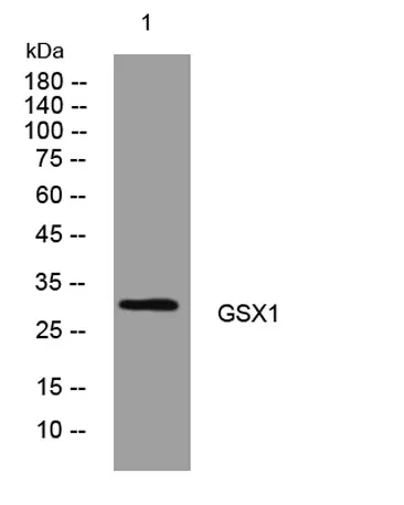 GSX1 rabbit pAb