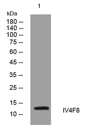IV4F8 rabbit pAb